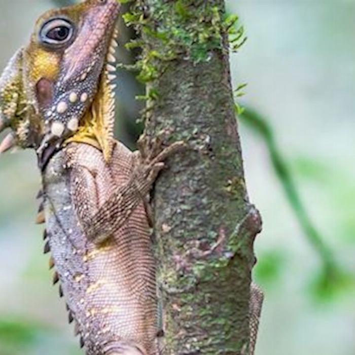 Daintree Experience Beauty Valley Waterfall Wonderland Walk, Magical Swim and Gourmet Lunch