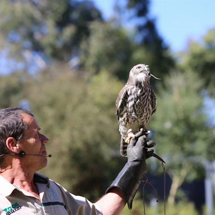 Explore Australia Puffing Billy & Wildlife Tour