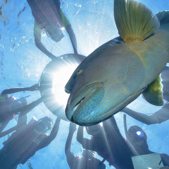 Sunlover Reef Cruises ADD-ON - Reef & Island - Guided Snorkel Tour