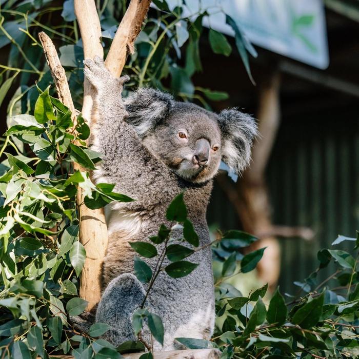 Colourful Collective Travel Blue Mountains All-inclusive Signature Day Tour (SAVER fare - non refundable)