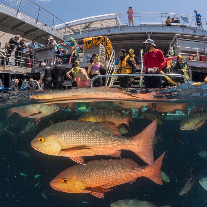 Quicksilver Cruises Quicksilver Agincourt Reef Pontoon Tour (+ 1 Introductory Dive)