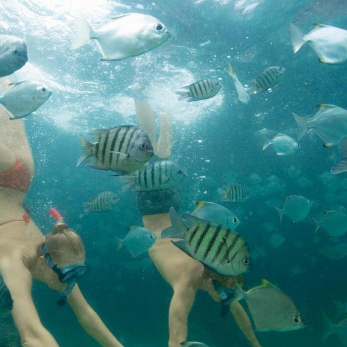 Tangalooma Island Resort - Snorkel The Wrecks Day Tour