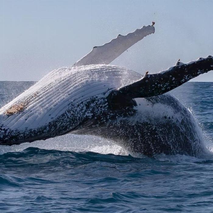 Blue Seafaris Whale Watching Byron Bay