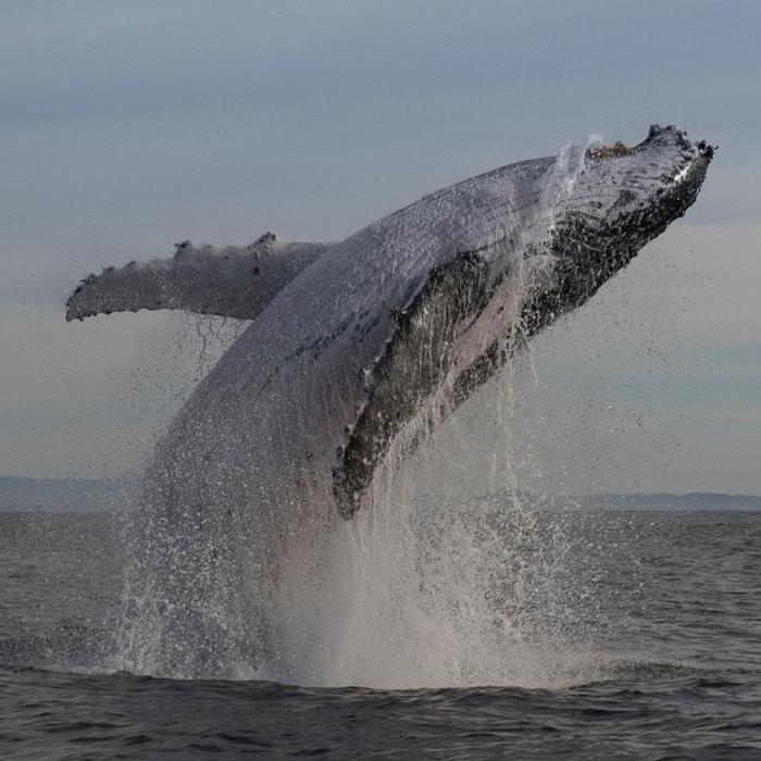 Blue Seafaris Whale Watching Byron Bay