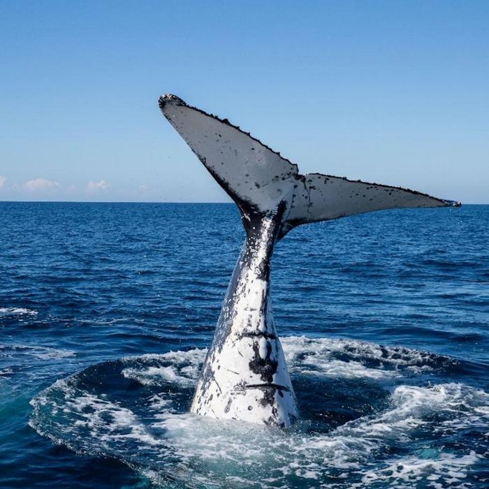 Blue Seafaris Whale Watching Byron Bay
