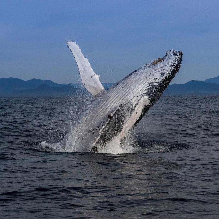 Blue Seafaris Whale Watching Byron Bay