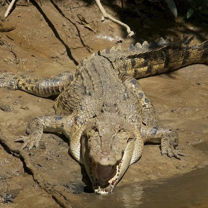 Tropic Tours Mossman Gorge Daintree Experience