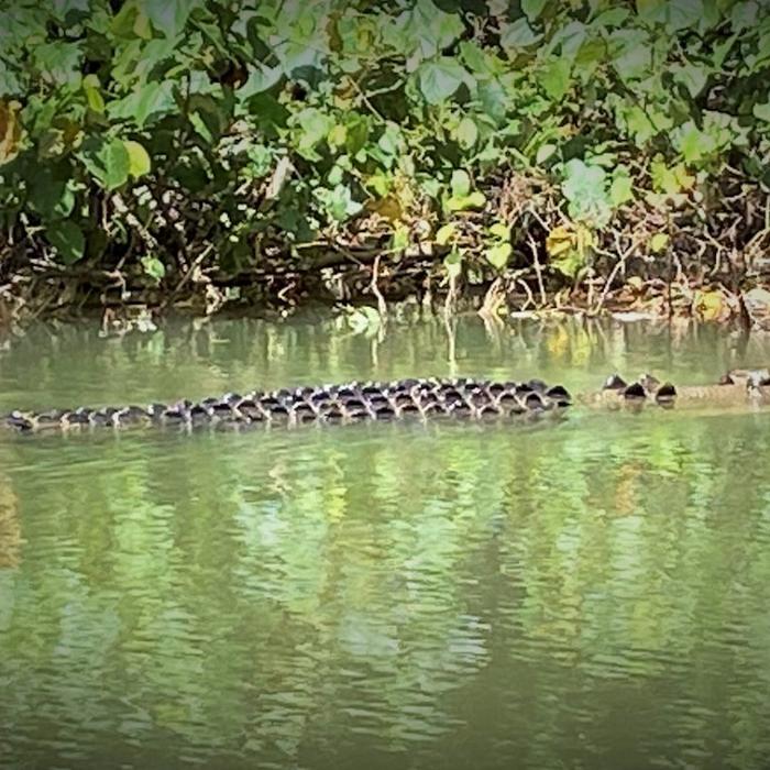 Tropic Tours Mossman Gorge Daintree Experience
