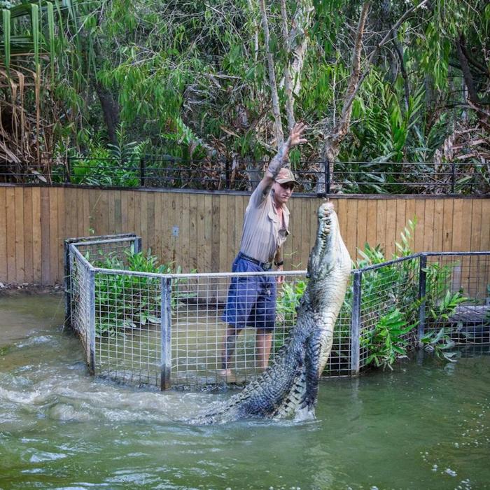 Down Under Tours Hartley's Crocodile Adventures Half Day Tour from Port Douglas (AM)