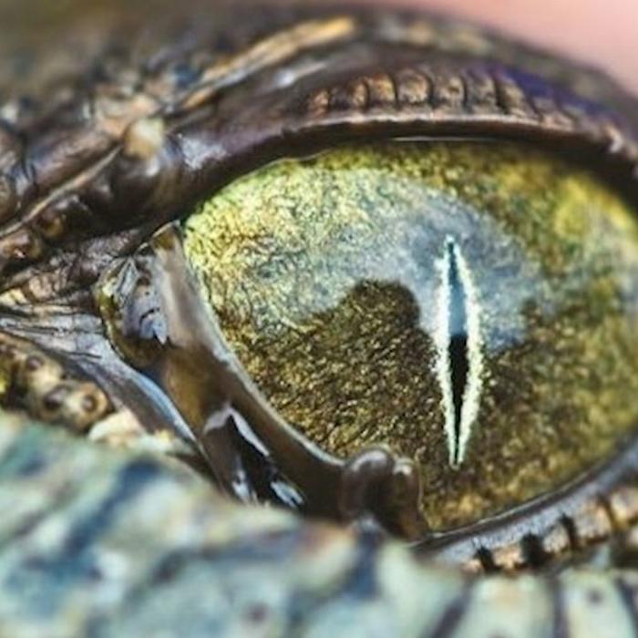Down Under Tours Hartley's Crocodile Adventures Half Day Tour from Port Douglas (AM)