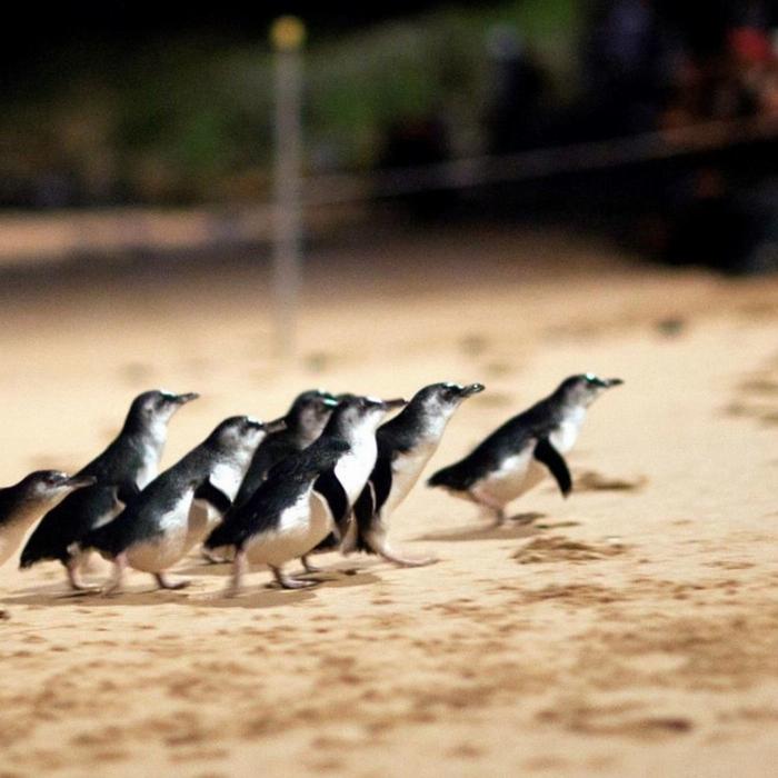 Bunyip Tours Penguin Parade Afternoon Tour