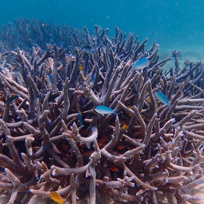 Exmouth Adventure Co Ningaloo Reef Snorkel Adventure