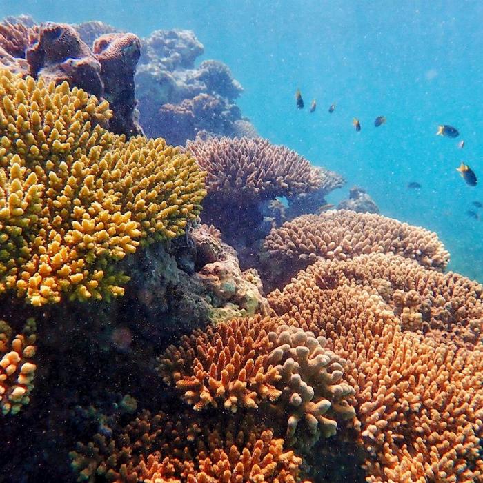 Exmouth Adventure Co Ningaloo Reef Snorkel Adventure