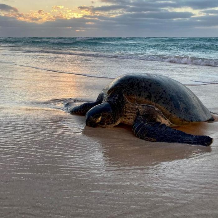 Exmouth Adventure Co Summer Sunset Turtle Watching