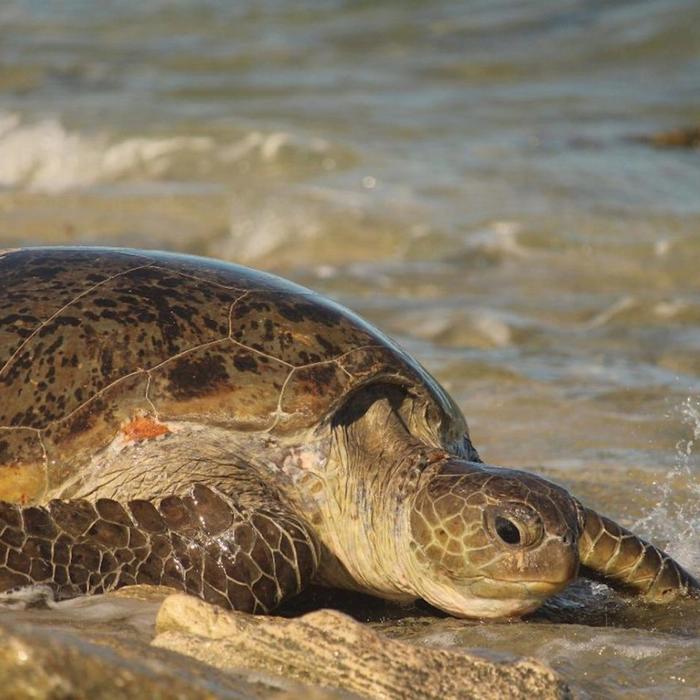 Exmouth Adventure Co Summer Sunset Turtle Watching