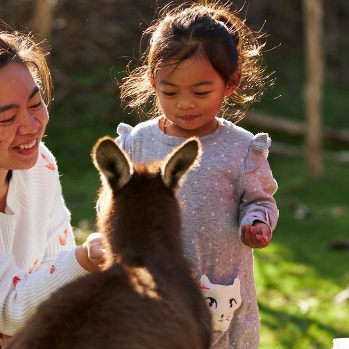 Wine Hop And Coastal Tours Phillip Island Wildlife And Brighton Beach Boxes Bus Tour