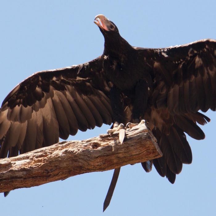 Wine Hop And Coastal Tours Puffing Billy And Healesville Sanctuary Scenic Bus Tour