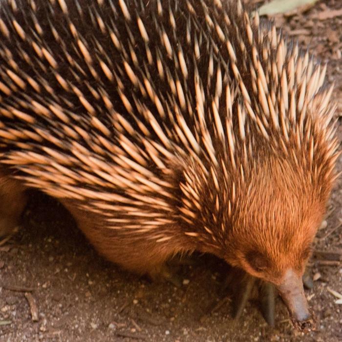 Wine Hop And Coastal Tours Puffing Billy And Healesville Sanctuary Scenic Bus Tour