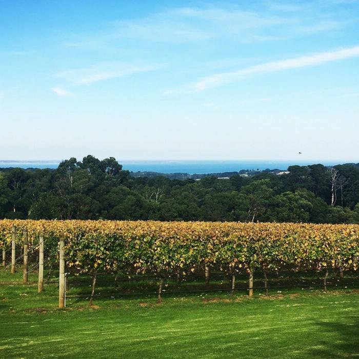 Wine Hop And Coastal Tours Mornington Peninsula Scenic Bus Tour Inc Chairlift, Lunch, Choc Tasting And More