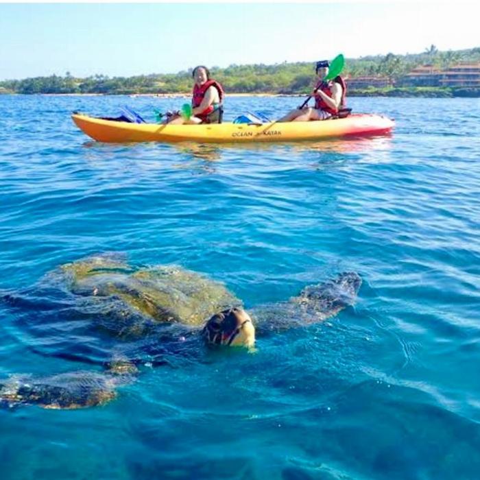 Whitsunday Stand Up Paddle & Kayak Guided Sea Kayak Turtle Tour Half Day