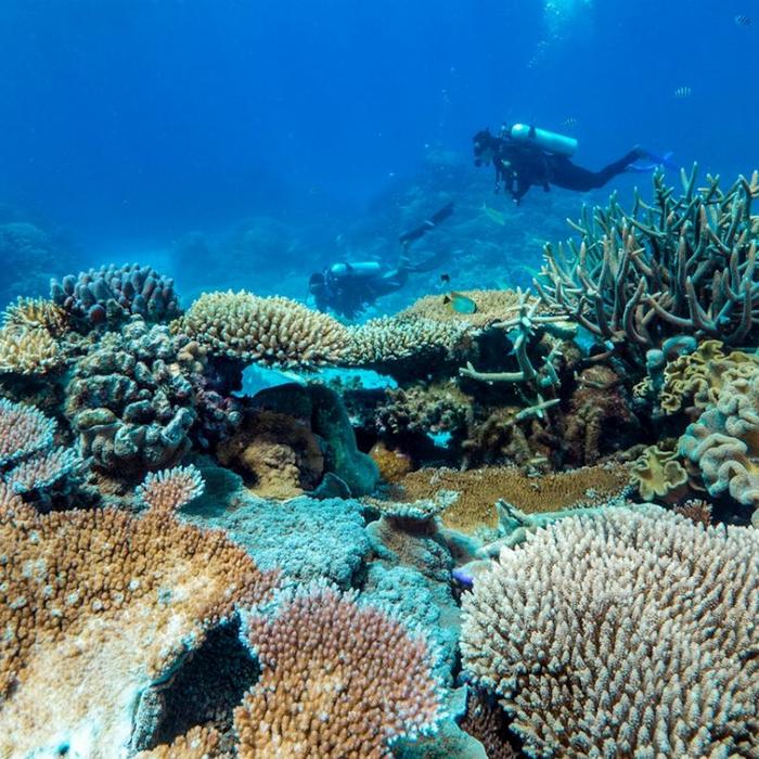 Dreamtime Dive & Snorkel Dreamtime Snorkel + Fitzroy Island Tour / 2 Day package