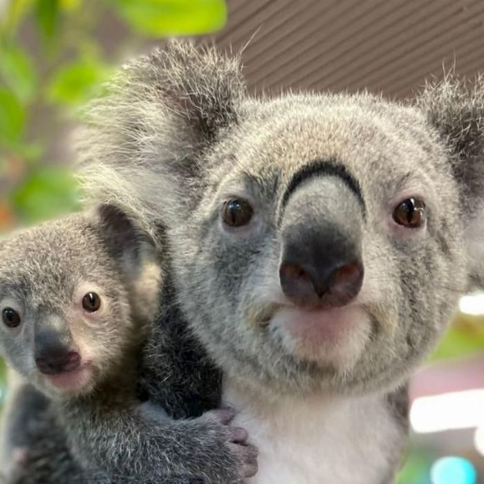 Cairns Koalas & Creatures - Admission