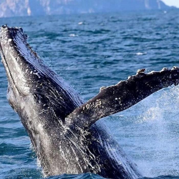 Newy Tour Co Port Stephens, departing Newcastle - Whales, hike & sand dunes!