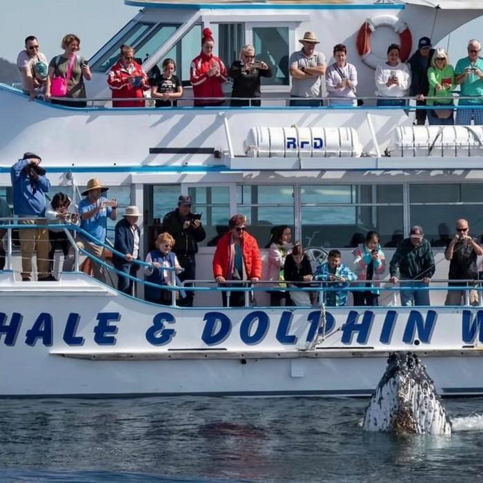 Newy Tour Co Port Stephens, departing Newcastle - Whales, hike & sand dunes!