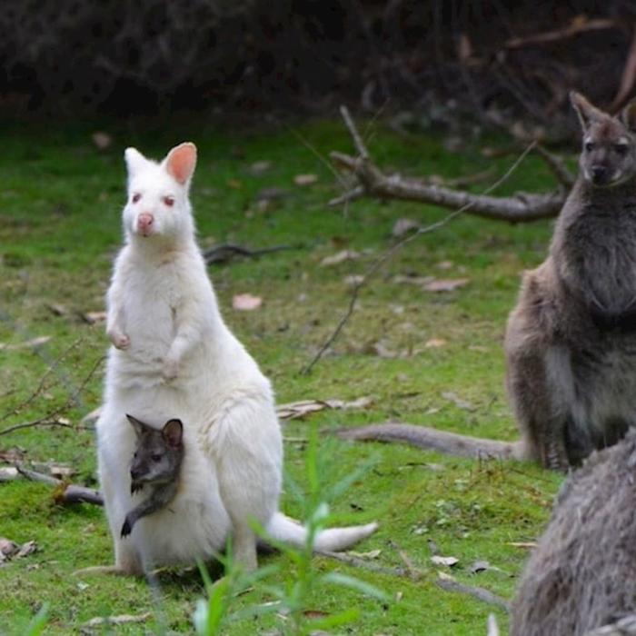 Tassie Tours 2 Day Bruny Island & Port Arthur Tour From Hobart