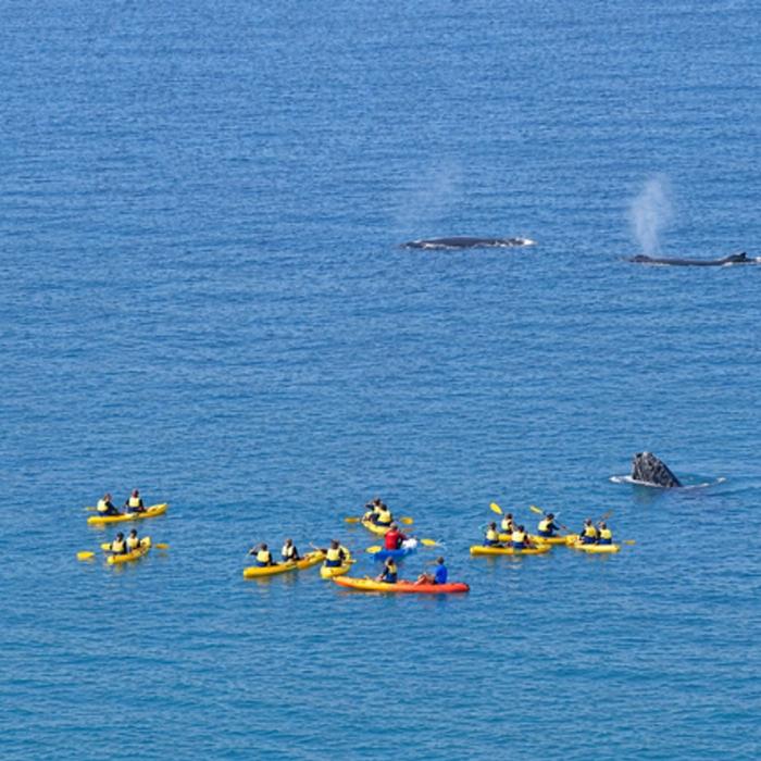 Epic Ocean Adventures Noosa: Epic Whale Watching On Ocean Kayaks & Beach 4X4 Tour