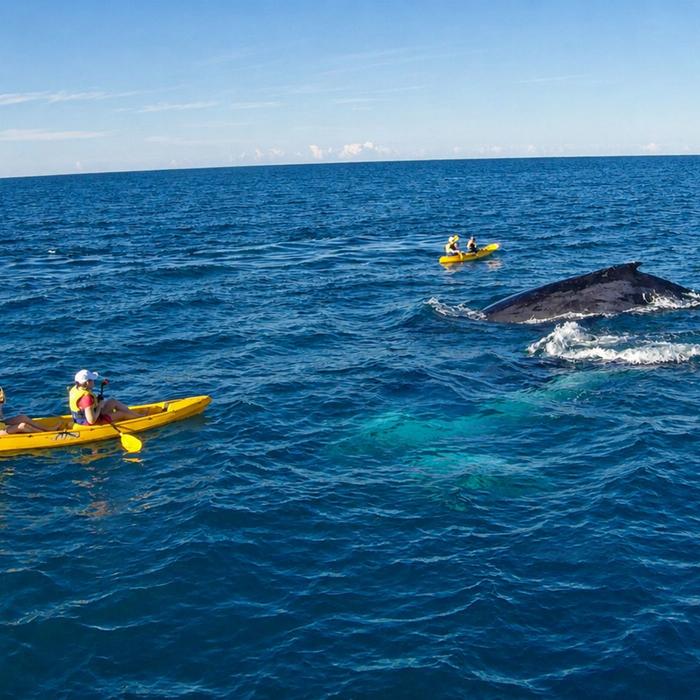 Epic Ocean Adventures Noosa: Epic Whale Watching On Ocean Kayaks & Beach 4X4 Tour
