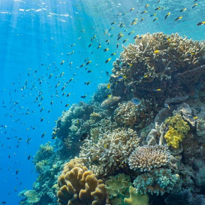 Sunlover Reef Cruises Moore Reef + Certified Dive COMBO