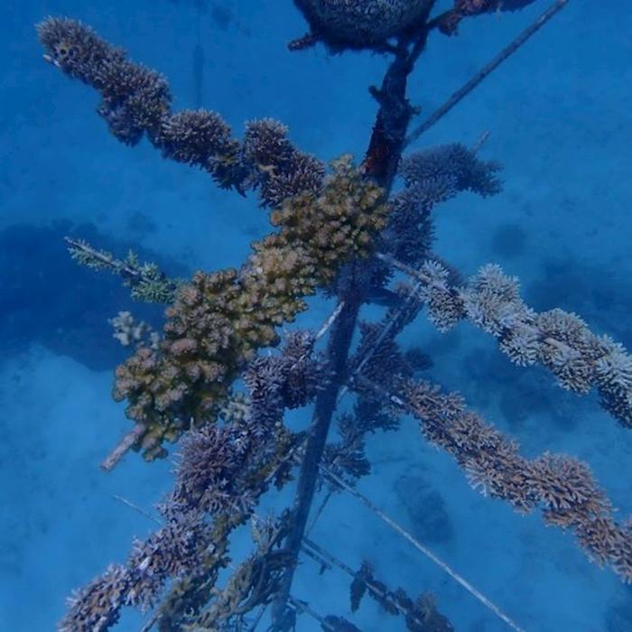 Sunlover Reef Cruises Moore Reef + Certified Dive COMBO