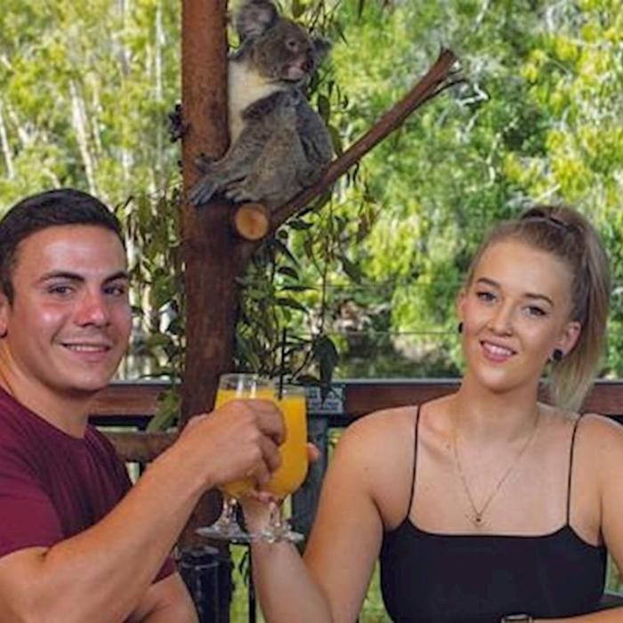 Hartley's Crocodile Adventures Breakfast with the Koalas with Return Transfers from Port Douglas