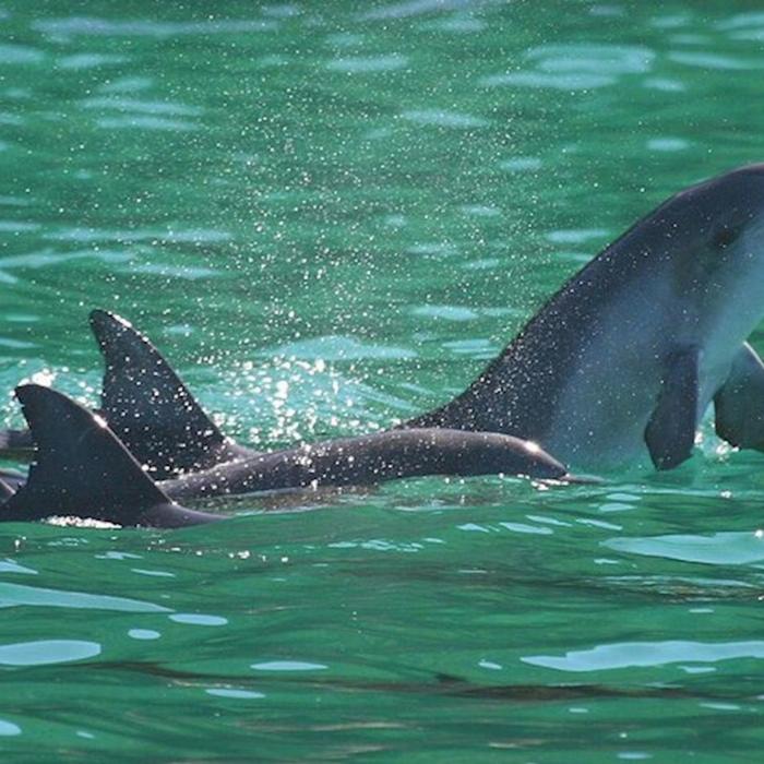 Newy Tour Co Newcastle: Animal lovers day tour