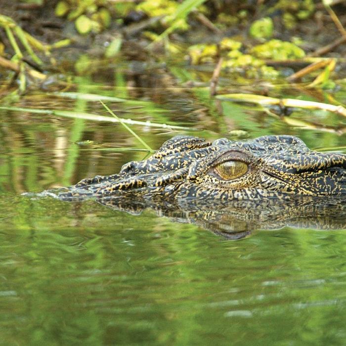 Wildlife Tours Australia Half Day Jumping Crocodile Cruise