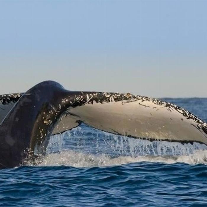 Sydney Princess Cruises Breakfast with the Whales