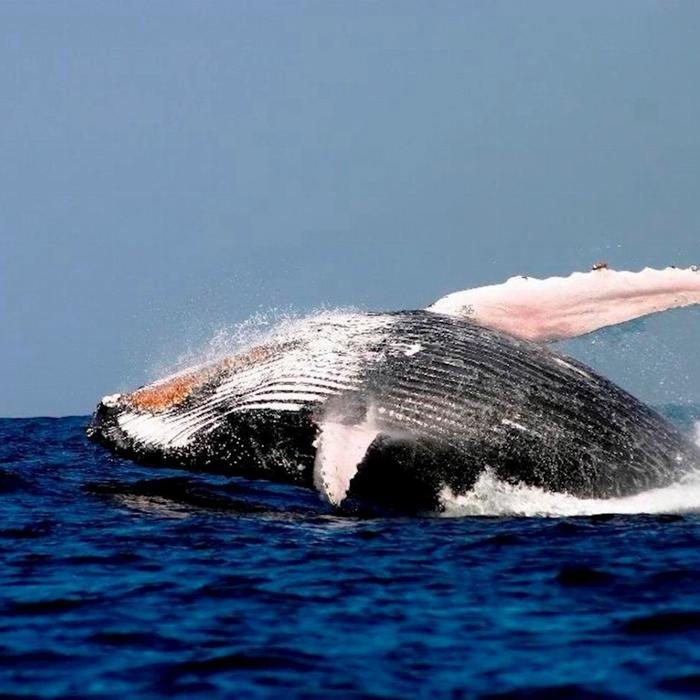 Sydney Princess Cruises Breakfast with the Whales