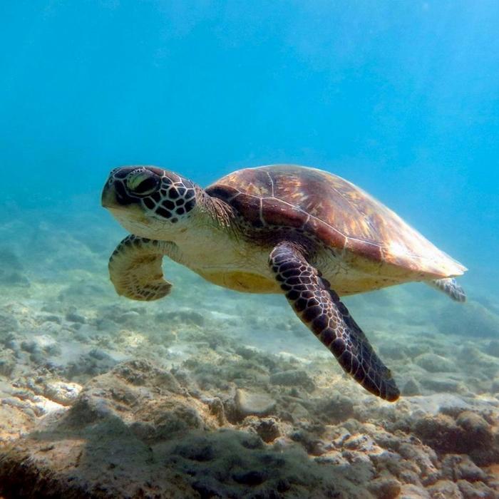 Whitsunday Dive Adventures Whitsunday Islands - Private Scuba Dive Charter