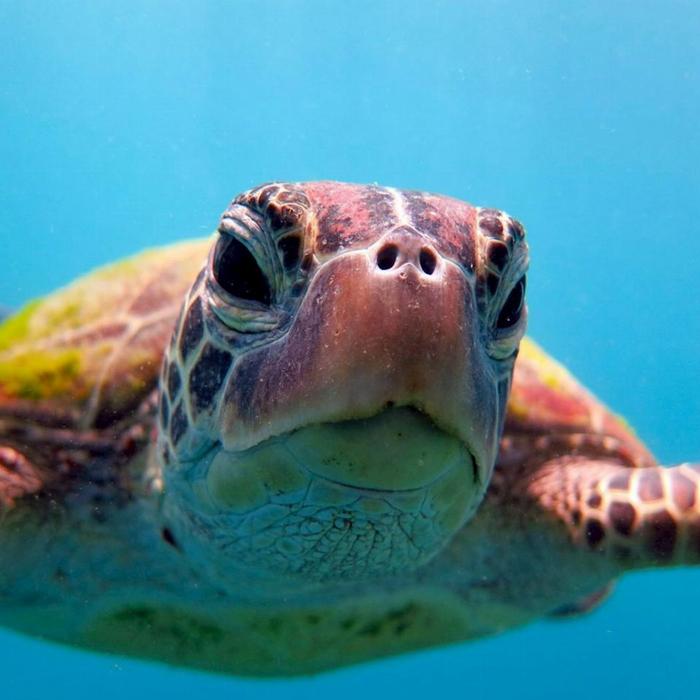 Whitsunday Dive Adventures Whitsunday Islands - Private Scuba Dive Charter