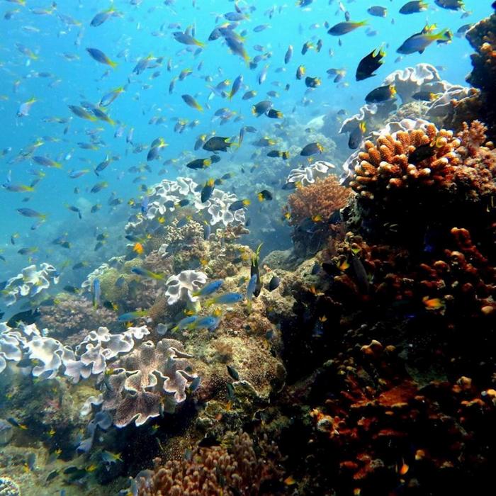 Whitsunday Dive Adventures Whitsunday Islands - Private Scuba Dive Charter