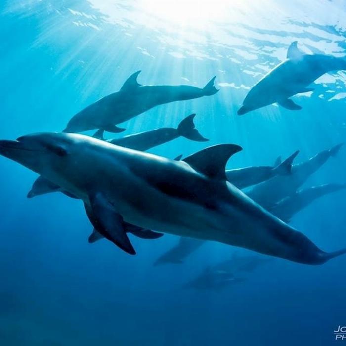 Moonraker Dolphin Swims 3 Hour Dolphin And Seal Swim