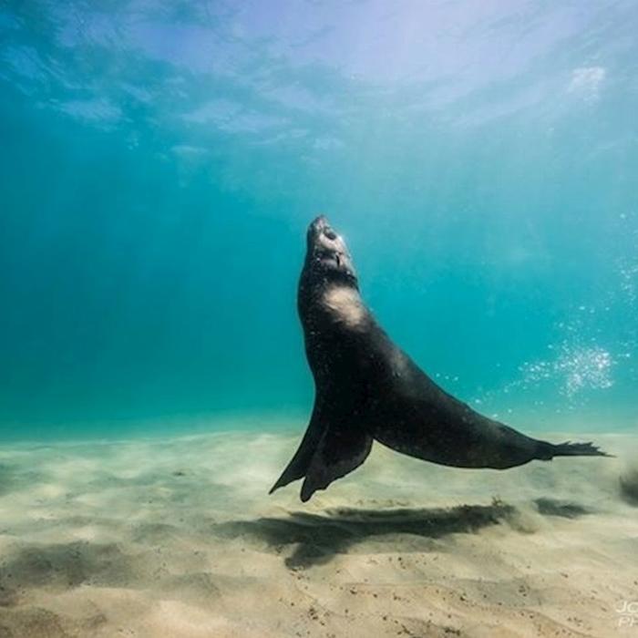 Moonraker Dolphin Swims 3 Hour Dolphin And Seal Swim