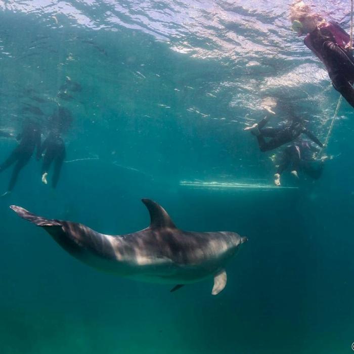 Moonraker Dolphin Swims 3 Hour Dolphin And Seal Swim