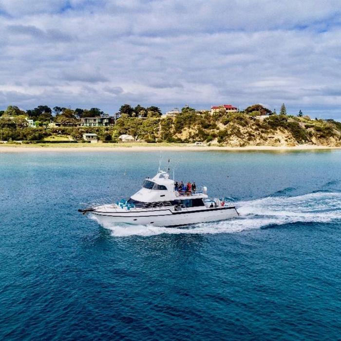 Moonraker Dolphin Swims 1.5 Hour Wildlife Adventure Cruise (Family)