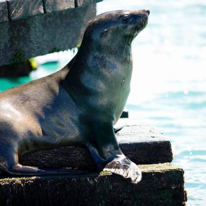 Moonraker Dolphin Swims 1.5 Hour Wildlife Adventure Cruise (Family)