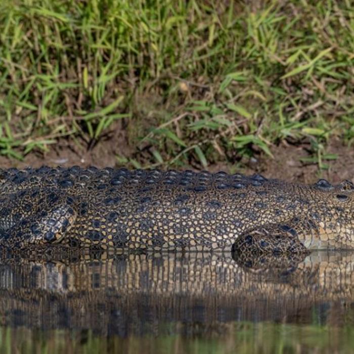 Sacred Owl Tours 3B Kakadu National Park Full Day Tour - Yellow Water River Cruise (Day Tour)