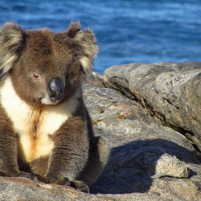 Groovy Grape Barossa Kangaroo Island 2 Day Wildlife Adventure Tour (Private Bell Tent - Single Traveller)
