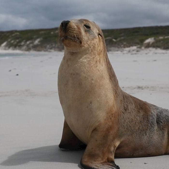 Groovy Grape Barossa Kangaroo Island 2 Day Wildlife Adventure Tour (Private Bell Tent - Couples)