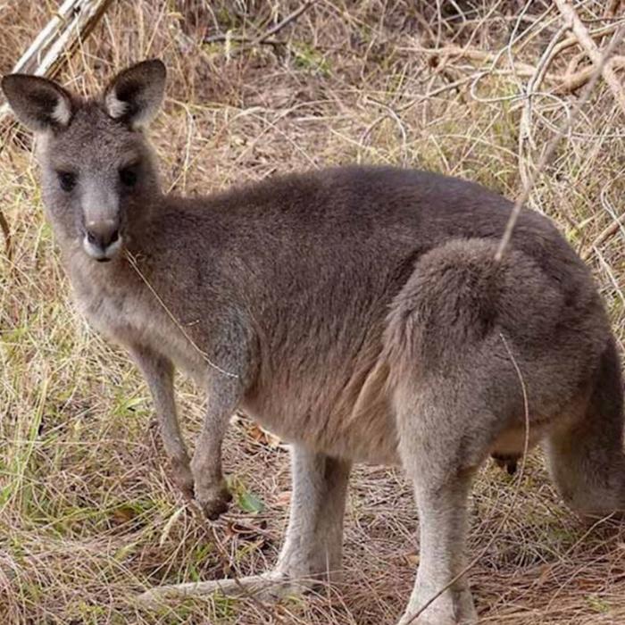 See Adelaide & Beyond Kangaroo Island 2 Day Wildlife Adventure Tour (Communal Share Bell Tent Max 4)